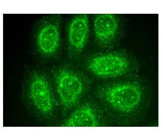 CXCL16 Antibody (D-6) - Immunofluorescence - Image 156264 