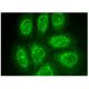 CXCL16 Antibody (D-6) - Immunofluorescence - Image 156264 