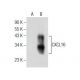 CXCL16 Antibody (D-6) - Western Blotting - Image 155515