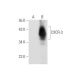 CXCR-3 Antibody (G-8) - Western Blotting - Image 58284 