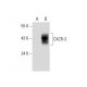 CXCR-3 Antibody (G-8) - Western Blotting - Image 65262 