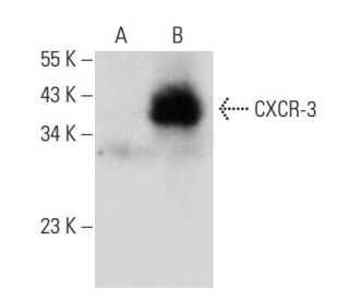 CXCR-3 Antibody (H-7) - Western Blotting - Image 44397