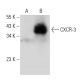 CXCR-3 Antibody (H-7) - Western Blotting - Image 44397