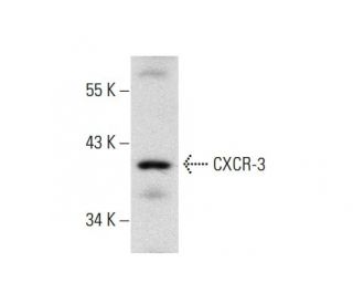 CXCR-3 Antibody (H-1) - Western Blotting - Image 137888