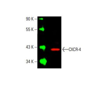 CXCR-4 Antibody (4G10) - Western Blotting - Image 395853 