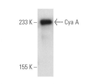 Cya A Antibody (9D4) - Western Blotting - Image 6507