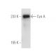 Cya A Antibody (9D4) - Western Blotting - Image 6507