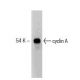 cyclin A Antibody (25) - Western Blotting - Image 132981