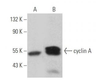 cyclin A Antibody (AT10.2) - Western Blotting - Image 360513 