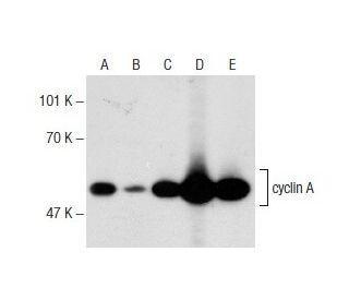 cyclin A Antibody (B-8) - Western Blotting - Image 145774 