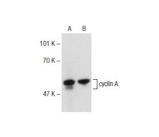 cyclin A Antibody (E43.2) - Western Blotting - Image 145769 