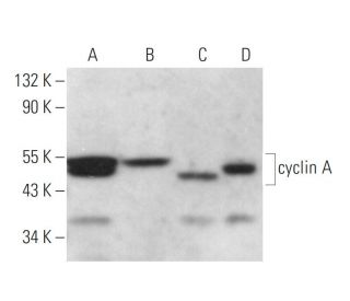 cyclin A Antibody (E67.1) - Western Blotting - Image 377305 