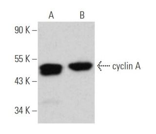 cyclin A Antibody (E70.1) - Western Blotting - Image 360502 