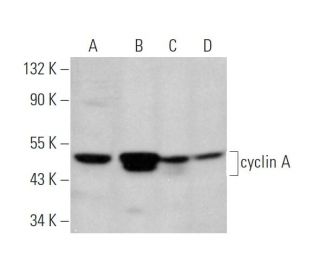 cyclin A Antibody (H-3) - Western Blotting - Image 349313 
