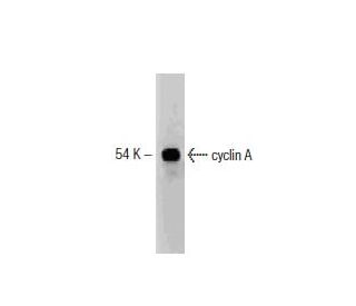 cyclin A Antibody (25) - Western Blotting - Image 132981 