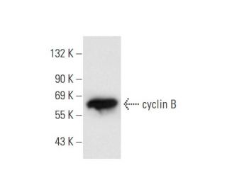 cyclin B Antibody (B-6) - Western Blotting - Image 66289