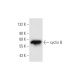 cyclin B Antibody (B-6) - Western Blotting - Image 66289