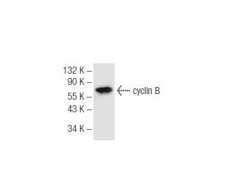cyclin B Antibody (D-1) - Western Blotting - Image 68226 