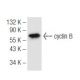 cyclin B Antibody (D-1) - Western Blotting - Image 68226 