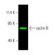 cyclin B Antibody (D-1) - Western Blotting - Image 387236 