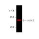 cyclin B Antibody (D-1) - Western Blotting - Image 387237