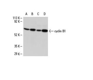 CCNB1/cyclin B1 Antibody (D-11) - Western Blotting - Image 6547 