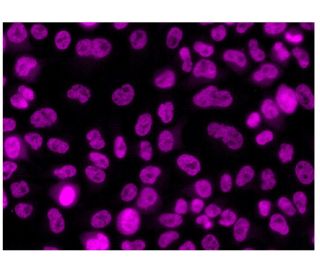 CCNB1/cyclin B1 Antibody (GNS1) - Immunofluorescence - Image 319436 