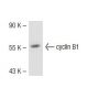 CCNB1/cyclin B1 Antibody (V143.1) - Western Blotting - Image 41867