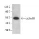 CCNB1/cyclin B1 Antibody (V143.1) - Western Blotting - Image 377721 
