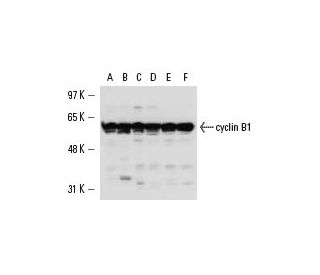 CCNB1/cyclin B1 Antibody (V152) - Western Blotting - Image 13575 