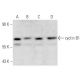 CCNB1/cyclin B1 Antibody (V92.1) - Western Blotting - Image 12859