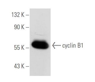CCNB1/cyclin B1 Antibody (V92.1) - Western Blotting - Image 41868 