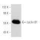 CCNB1/cyclin B1 Antibody (V92.1) - Western Blotting - Image 41868 