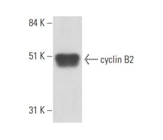cyclin B2 Antibody (X121.10) - Western Blotting - Image 17580