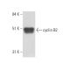 cyclin B2 Antibody (X121.10) - Western Blotting - Image 17580