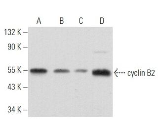 cyclin B2 Antibody (X29.2) - Western Blotting - Image 356834 