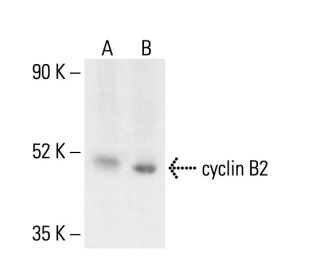 cyclin B2 Antibody (A-2) - Western Blotting - Image 404606