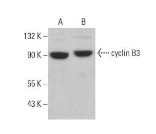 cyclin B3 Antibody (E-8) - Western Blotting - Image 380211 