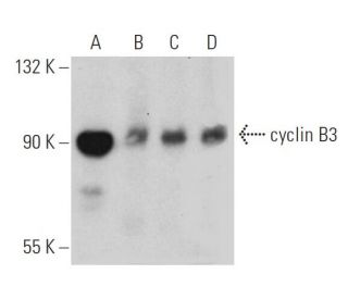cyclin B3 Antibody (G-4) - Western Blotting - Image 377902