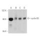 cyclin B3 Antibody (G-4) - Western Blotting - Image 377902