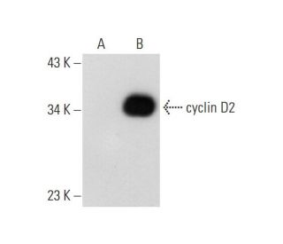 cyclin D2 Antibody (A-1) - Western Blotting - Image 70340