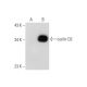 cyclin D2 Antibody (A-1) - Western Blotting - Image 70340