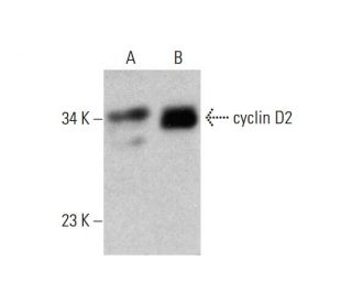 cyclin D2 Antibody (B-6) - Western Blotting - Image 384488 
