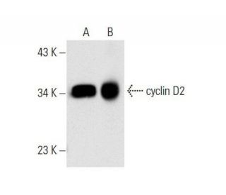 cyclin D2 Antibody (DCS-3) - Western Blotting - Image 14394 