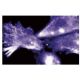 cyclin D3 Antibody (1) - Immunofluorescence - Image 60572