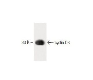 cyclin D3 Antibody (1) - Western Blotting - Image 60274 