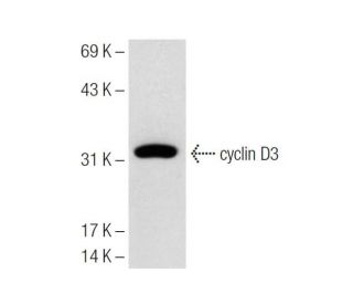 cyclin D3 Antibody (18B6-10) - Western Blotting - Image 320659 