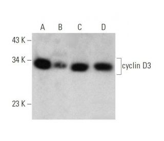 cyclin D3 Antibody (D-7) - Western Blotting - Image 353459 