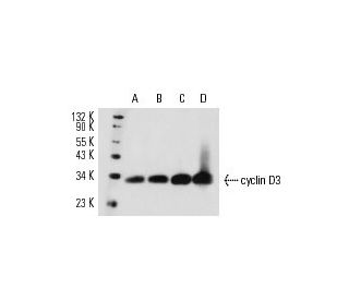 cyclin D3 Antibody (DCS-22) - Western Blotting - Image 14770 