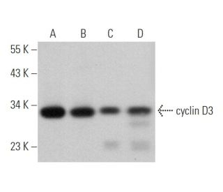 cyclin D3 Antibody (DCS-22) - Western Blotting - Image 373057